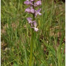 Image result for Platycoryne crocea