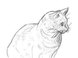 Eine Katze Malen Und Zeichnen