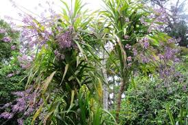 Image result for Cordyline stricta