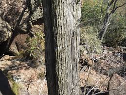 Image result for Brachylaena huillensis