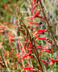 Image result for Scleria laxiflora