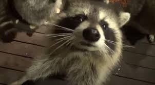There is a large raccoon on my porch. Video Man Feeds Huge Crowd Of Raccoons As Per Wife S Dying Wish