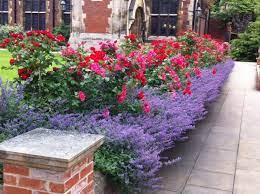 Lavender Garden Rose Garden Design Lavender Garden Rose Garden Landscape