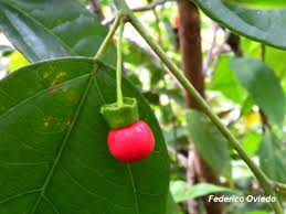 Image result for Heisteria