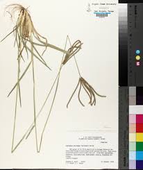 Image result for Eustachys paspaloides