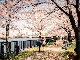 Mar 10, 2021 · in japan, there is an event called hanami or 'cherry blossom viewing party' in spring, in which people enjoy the sakura in full bloom. The Top 7 Places In Japan To See Cherry Blossom Booking Com