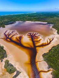 Striking national geographic photos shows the world's disappearing animals one by one, from red pandas to woolly monkeys. Tardigrade Circus And A Tree Of Life January S Best Science Images