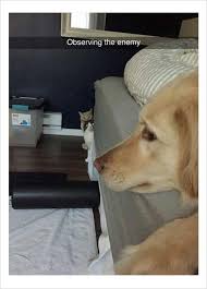 The Chaos World When You Are Living With Both Cats And Dogs Animal Memes Cute Funny Animals Funny Animal Pictures