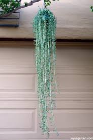 Fishhooks Senecio This Trailing Succulent Is So Easy To Grow Hanging Succulents Succulents Indoor Vertical Succulent Gardens