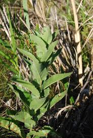 Image result for Scleria adpresso-hirta