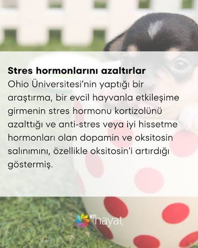 Minik Dostlarımızın Ruhumuza Faydaları: Evcil Hayvanlar Neden İyi Gelir?