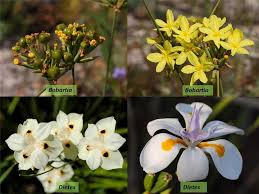 Image result for Iridaceae