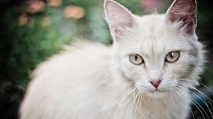 Die feline hyperthyreose wurde erstmals 1979 beschrieben und wird seitdem zunehmend bei katzen diagnostiziert.unklar ist, ob es sich wirklich um eine erst seit jener zeit auftretende und im zunehmen befindliche erkrankung handelt oder ob die zunehmende überwachung der katzenpopulation hinsichtlich dieser erkrankung zur aufdeckung von mehr fällen führt. Schilddrusenuberfunktion Bei Katzen Hyperthyreose Tiergesund De