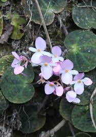 Image result for Afrohybanthus enneaspermus