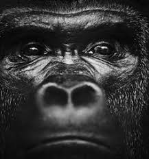 Call me snowmin ❤ laff @snoweethegolden @snowathegolden & the golden family be grateful & positive ⬇️ www.youtube.com/user/beemzstar. 125 Best Big Cats And Jungle Images Big Cats Cats Animals Beautiful