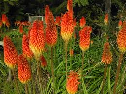 Image result for Uvaria