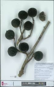 Image result for Panda oleosa