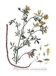 Image result for Trigonella anguina