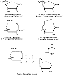 (a) diagram illustrating how spoiiie supercoils dna while tracking the phosphate backbone of one dna strand. Sugar Phosphate An Overview Sciencedirect Topics