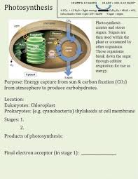 Check spelling or type a new query. Solved 36 Adp 36p 36 Atp Cellular Respiration Ch 206 Chegg Com