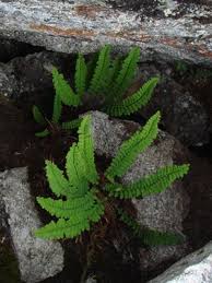 Image result for Dryopteris antarctica