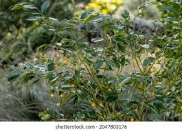 Image result for Myrianthus