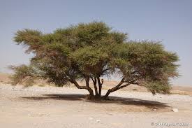 Image result for Acacia gerrardii