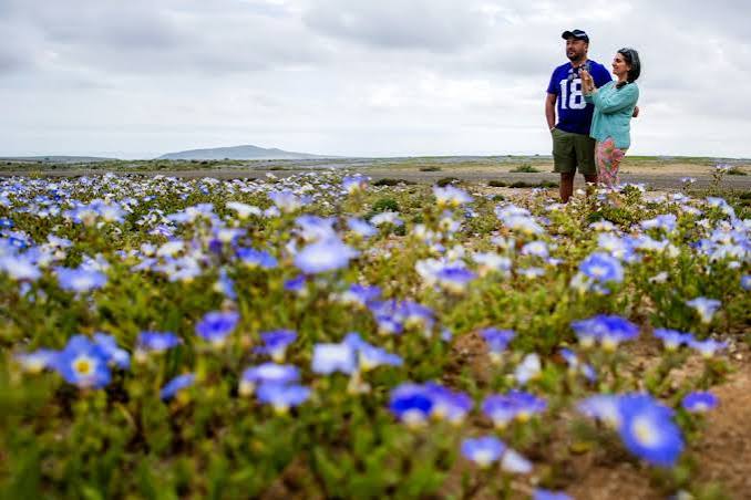 El Nino rain transforms Chile's Atacama Desert into vast carpet of flowers after record downpour | Malay Mail
