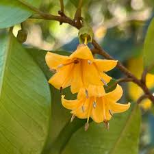 Image result for Gnidia goetzeana