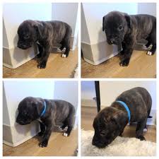 Maybe you would like to learn more about one of these? Pet Shipping Rates Services Canada