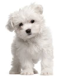 However, the teacup maltese puppy is very responsive to any training, and they tend to thrive even with competitive obedience and agility. 9 Fascinating And Little Known Facts About A Teacup Maltese All Things Dogs All Things Dogs
