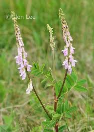 Image result for Hedysarum