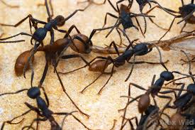 Image result for Why Worker Ants Huddle Close Together With Soldier Ant In Corner Of Plastic Envelope?