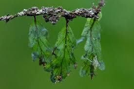 Image result for Didymoglossum