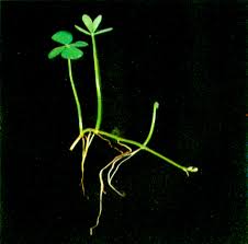 Image result for Marsilea minuta