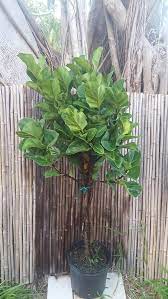 Braided Fiddle Leaf Fig Tree Ficus 52 Tall Lyrata Pandurata Little Fiddle Growing In A 10 Pot Live House Plant Outdoor Indoor Fiddle Leaf Fig Tree Live House Plants Fig Tree