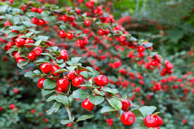 Bearberry cotoneaster (cotoneaster dammeri) shrub, native to central and southern china, and naturalized in europe. Cotoneaster Stauden Gange Ihr Pflanzen Online Shop