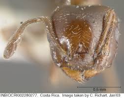 Image result for Cremaspora