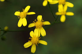 Image result for Cineraria deltoidea