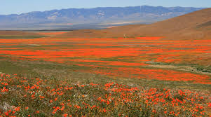 Mother's day flowers, flower arrangements, flowers bouquets, wedding flowers, centerpieces, Heavy Rains May Bring A California Poppy Spectacle This Spring Kqed
