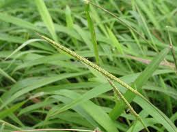 Image result for Ischaemum roseotomentosum