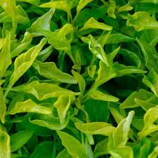 Published on march 25, 2019. Yellow Form Alternanthera Finegardening