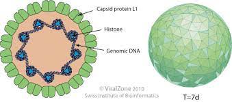 Papillomavirus Global Water Pathogen Project