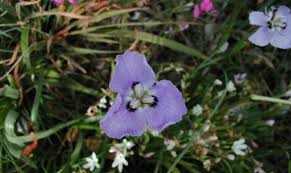 Image result for Moraea elliotii