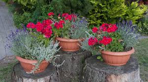 Image result for sanvitalia combine in pots