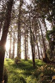 Balboa S Bridle Trail Hidden San Diego Balboa Park San Diego Trail