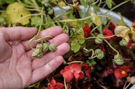 Rare tropaeolum tricolor nasturtium flower 5 seeds uk seller. How To Grow Nasturtiums In Your Garden Gardener S Path
