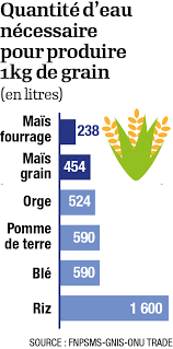 Grâce à des digues de 40 à 60 cm, les paysans assurent un niveau d'eau de 10 cm. Mais Trois Idees Recues A Deraciner Definitivement Economie L Opinion