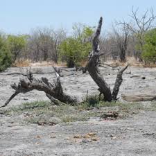 Image result for Grangea anthemoides