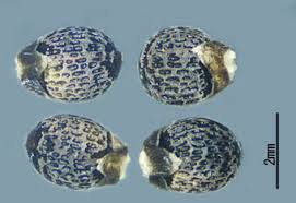 Image result for Scleria mikawana